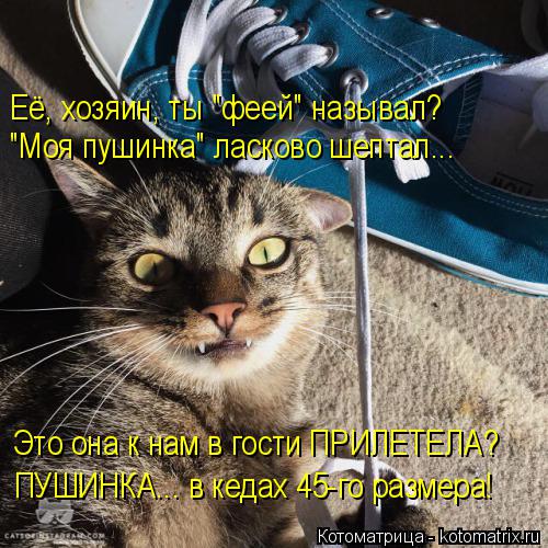 Котоматрица: Её, хозяин, ты 