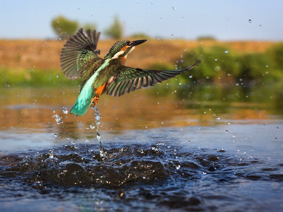 Fishing Kingfisher